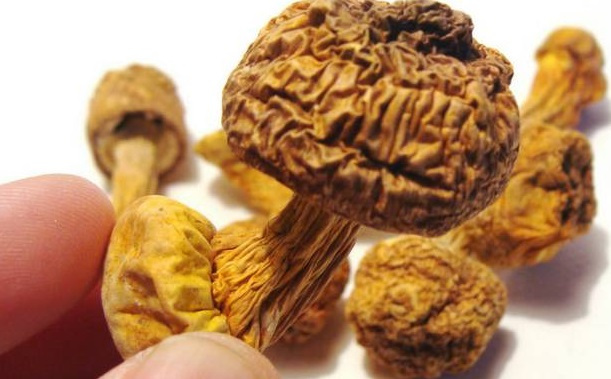 巴西菇、姬松茸烘干机-怎样烘干色泽好且菇体褶片完整？