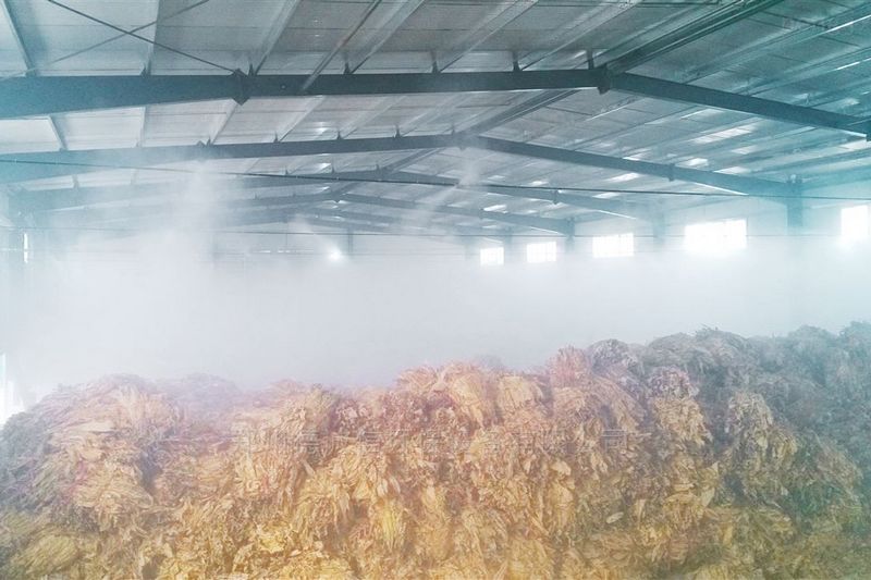 提升烟叶加工质量，高效回潮很重要