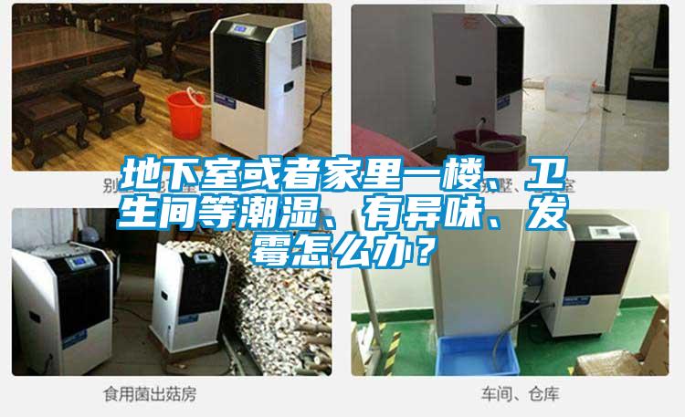 地下室或者家里一楼、卫生间等潮湿、有异味、发霉怎么办？