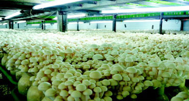 食用菌菌类种植环境加湿控制解决香蕉色色视频1