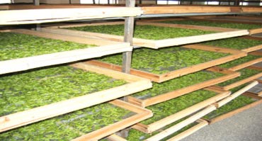 茶叶烘干处理解决香蕉色色视频